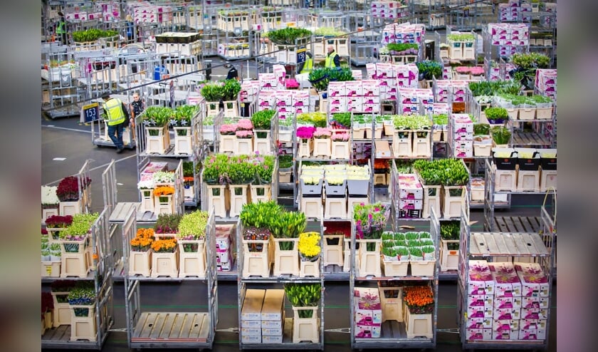 Royal FloraHolland Naaldwijk-Honselersdijk.