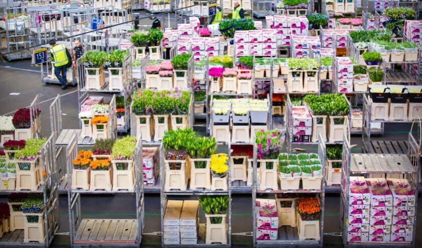 Royal FloraHolland Naaldwijk-Honselersdijk.