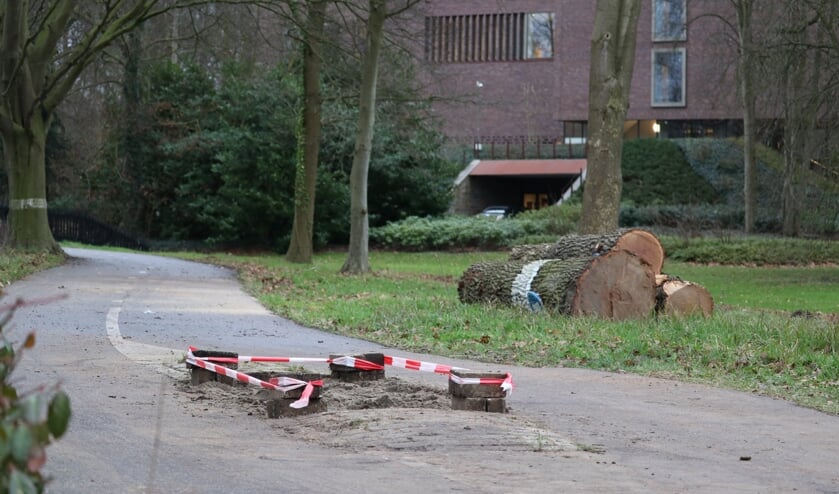 <p>De eik op het fietspad aan de Stationsweg was maandagochtend vroeg gekapt.</p>