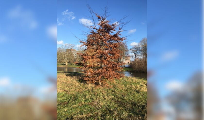 <p>Beuk in jeugdfase met volwassen uiteinden van de bovenste takken.</p>