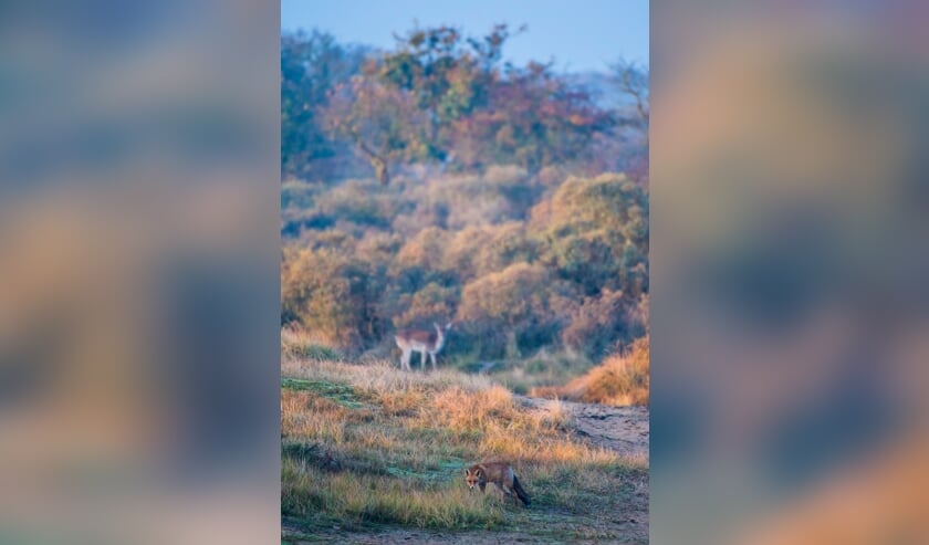 <p>Vos en damhert in de duinen.</p>