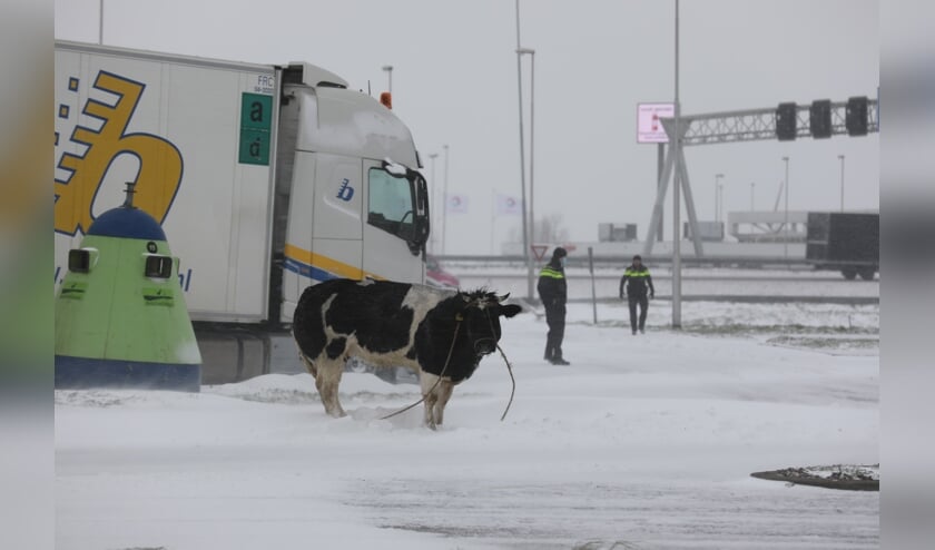 <p>De losgebroken koe kwam gevaarlijk dicht bij de A4.</p>