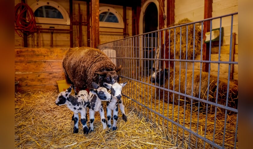 <p>Moeder schaap met haar drie lammetjes.</p>