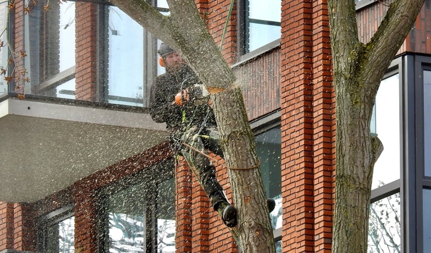 <p>De kettingzaag maakt korte metten met een boom bij appartementengebouw De Ridder. </p>