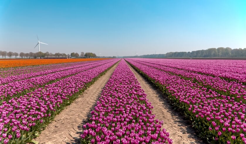 <p>De bollenvelden oefenen een grote aantrekkingskracht uit op mensen uit en van buiten de regio. </p>