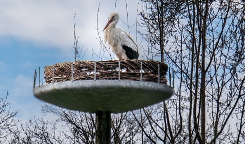 <p>Elke dag strijkt de ooievaar een paar uur neer op het nest in De Houtkamp.</p>