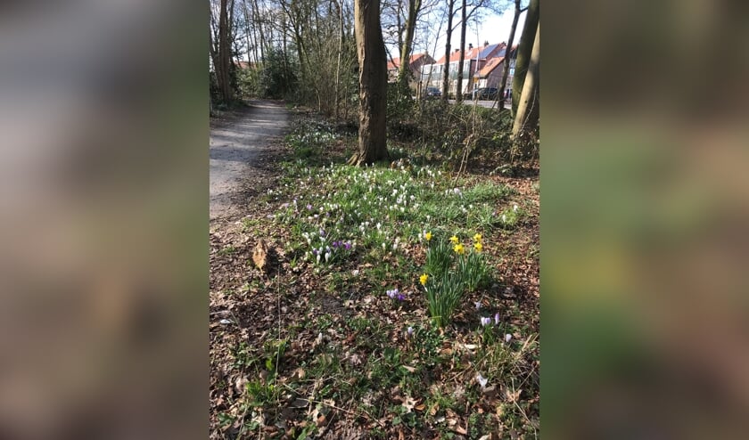 <p>Vogels kiezen in het voorjaar het Overbosch uit voor hun nest. | Foto: pr.</p>