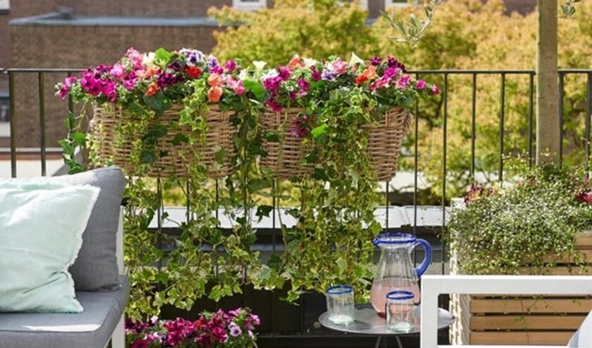 <p>Kleurrijk in de tuin, maar ook op het balkon.</p><p><br></p>