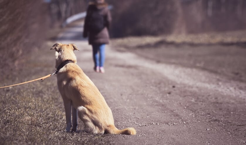 <p>Een schrikbeeld: een hond die gedumpt wordt. | Foto: Alexandra via Pixabay</p>