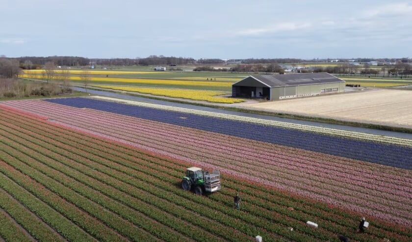 Beeld uit het filmpje van Mike Hogeveen.