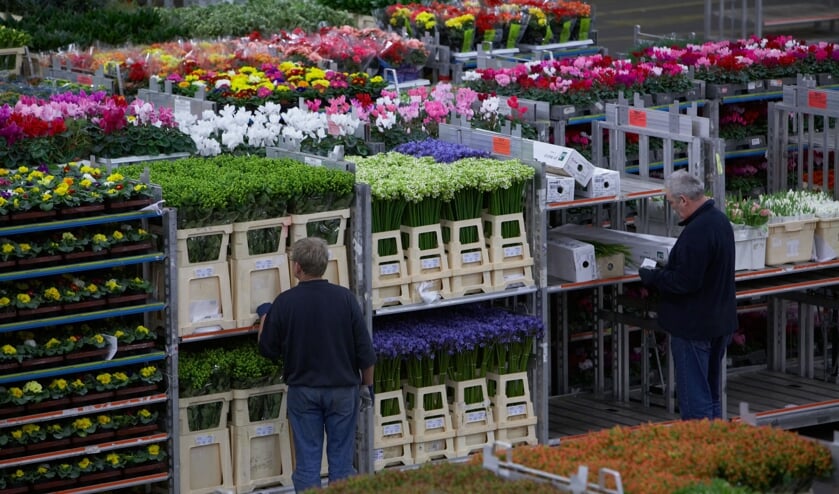 vcb bleiswijk floraholland nancy bierman
1/204.5640
Canon EOS 5D