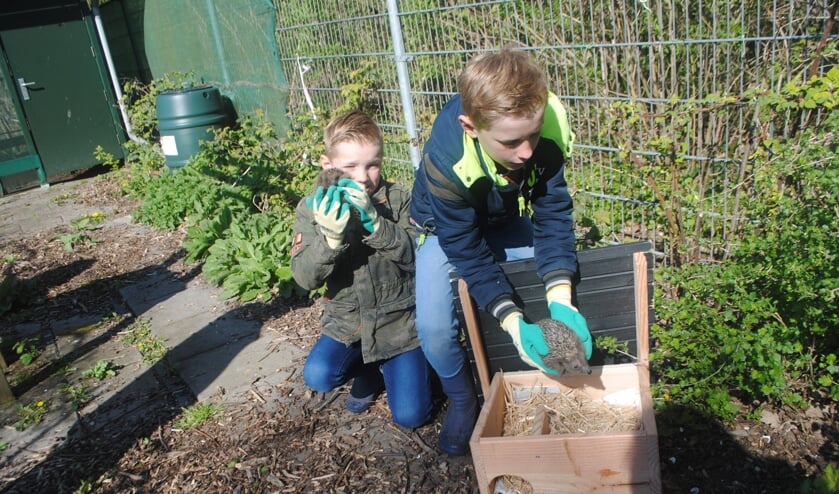 <p>Koen en Ruben laten egels Ernie en Bert hun nieuwe thuis zien.</p>