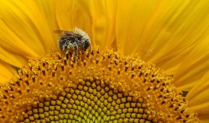 <p>Deze won vorig jaar de 1e prijs: Hommel op zonnebloem.</p>