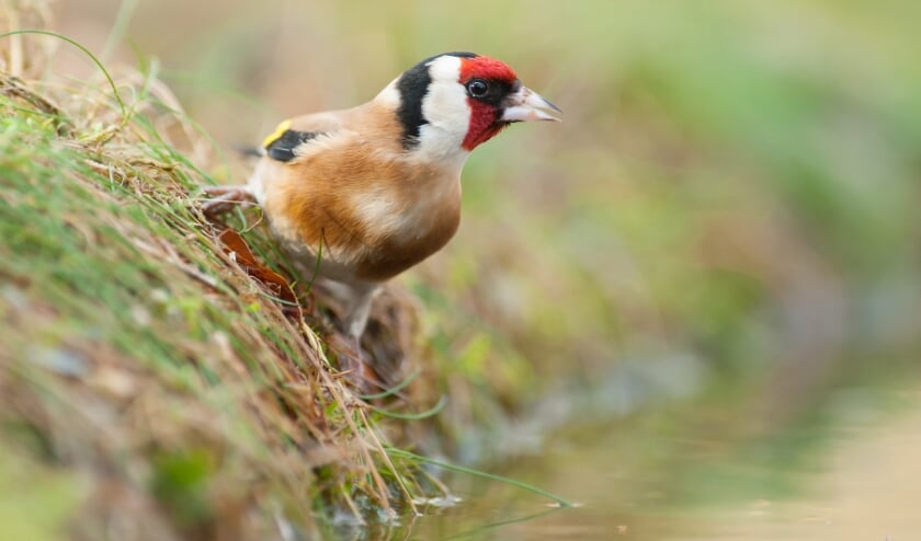 <p>Puttertje. | Foto: Mark van Els</p>