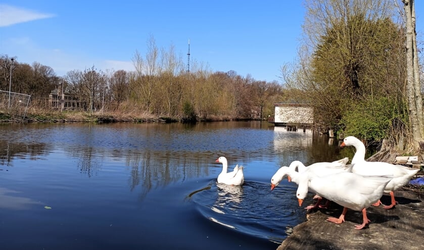 <p>Ook bij de ganzen geen haast om de Haarlemmertrekvaart over te steken. | </p>